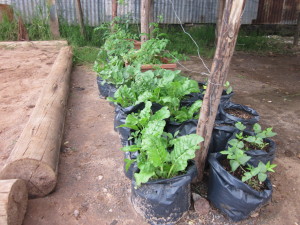 Our vegetable garden